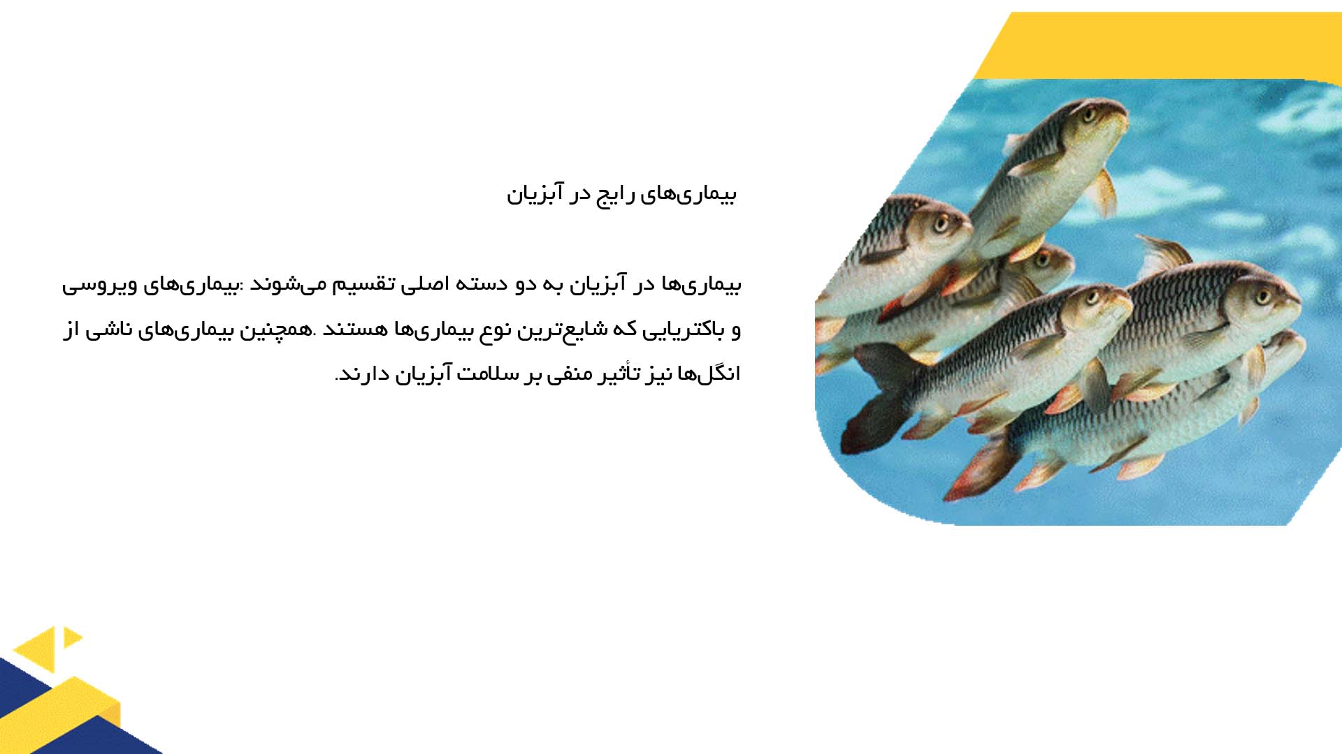 پاورپوینت در مورد بیماری‌ها و چالش‌های بهداشتی در پرورش آبزیان